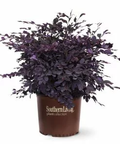 Fast Growing Trees Purple Diamond® Semi-Dwarf Loropetalum 12 Fast Growing Trees Purple Diamond® Semi-Dwarf Loropetalum