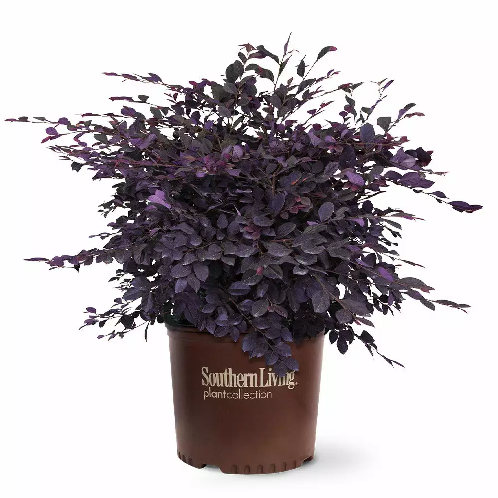 Fast Growing Trees Purple Diamond® Semi-Dwarf Loropetalum 7 Fast Growing Trees Purple Diamond® Semi-Dwarf Loropetalum