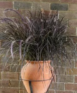 Fast Growing Trees Purple Fountain Grass Ornamental Grasses 12 Fast Growing Trees Purple Fountain Grass Ornamental Grasses