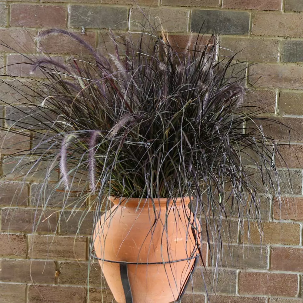 Fast Growing Trees Purple Fountain Grass Ornamental Grasses 7 Fast Growing Trees Purple Fountain Grass Ornamental Grasses