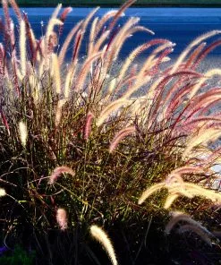 Fast Growing Trees Purple Fountain Grass Ornamental Grasses 13 Fast Growing Trees Purple Fountain Grass Ornamental Grasses