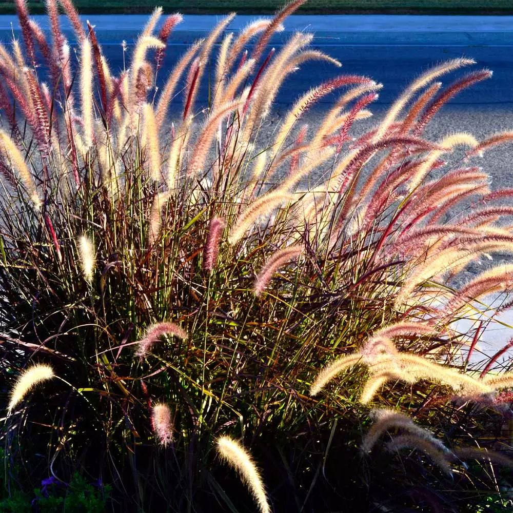 Fast Growing Trees Purple Fountain Grass Ornamental Grasses 8 Fast Growing Trees Purple Fountain Grass Ornamental Grasses