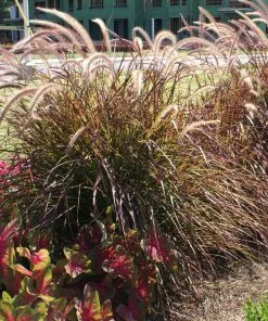 Fast Growing Trees Purple Fountain Grass Ornamental Grasses 11 Fast Growing Trees Purple Fountain Grass Ornamental Grasses