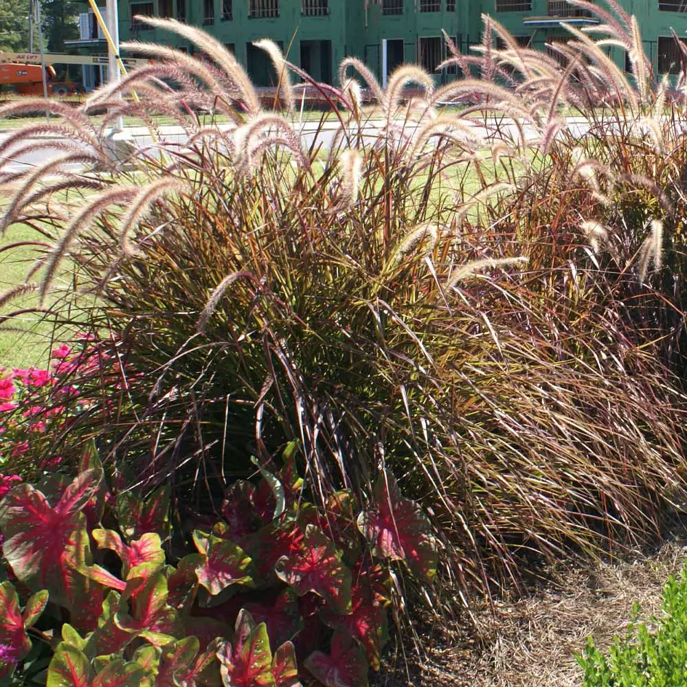Fast Growing Trees Purple Fountain Grass Ornamental Grasses 6 Fast Growing Trees Purple Fountain Grass Ornamental Grasses