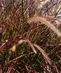Fast Growing Trees Purple Fountain Grass Ornamental Grasses 10 Fast Growing Trees Purple Fountain Grass Ornamental Grasses