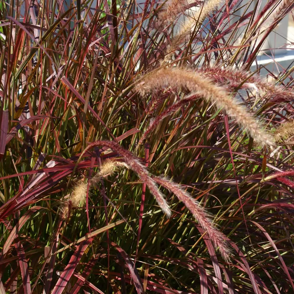 Fast Growing Trees Purple Fountain Grass Ornamental Grasses 5 Fast Growing Trees Purple Fountain Grass Ornamental Grasses