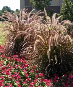 Fast Growing Trees Purple Fountain Grass Ornamental Grasses 9 Fast Growing Trees Purple Fountain Grass Ornamental Grasses