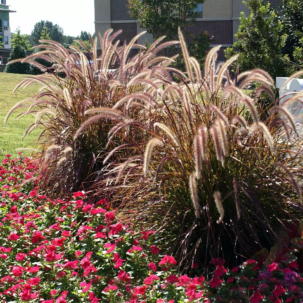 Fast Growing Trees Purple Fountain Grass Ornamental Grasses 4 Fast Growing Trees Purple Fountain Grass Ornamental Grasses