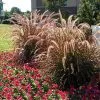 Fast Growing Trees Purple Fountain Grass Ornamental Grasses 2 Fast Growing Trees Purple Fountain Grass Ornamental Grasses