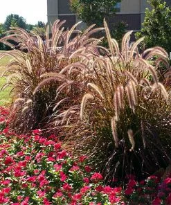 Fast Growing Trees Purple Fountain Grass Ornamental Grasses