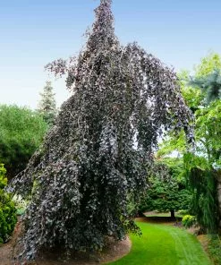 Fast Growing Trees Purple Fountain Weeping Beech Tree See All Shade Trees