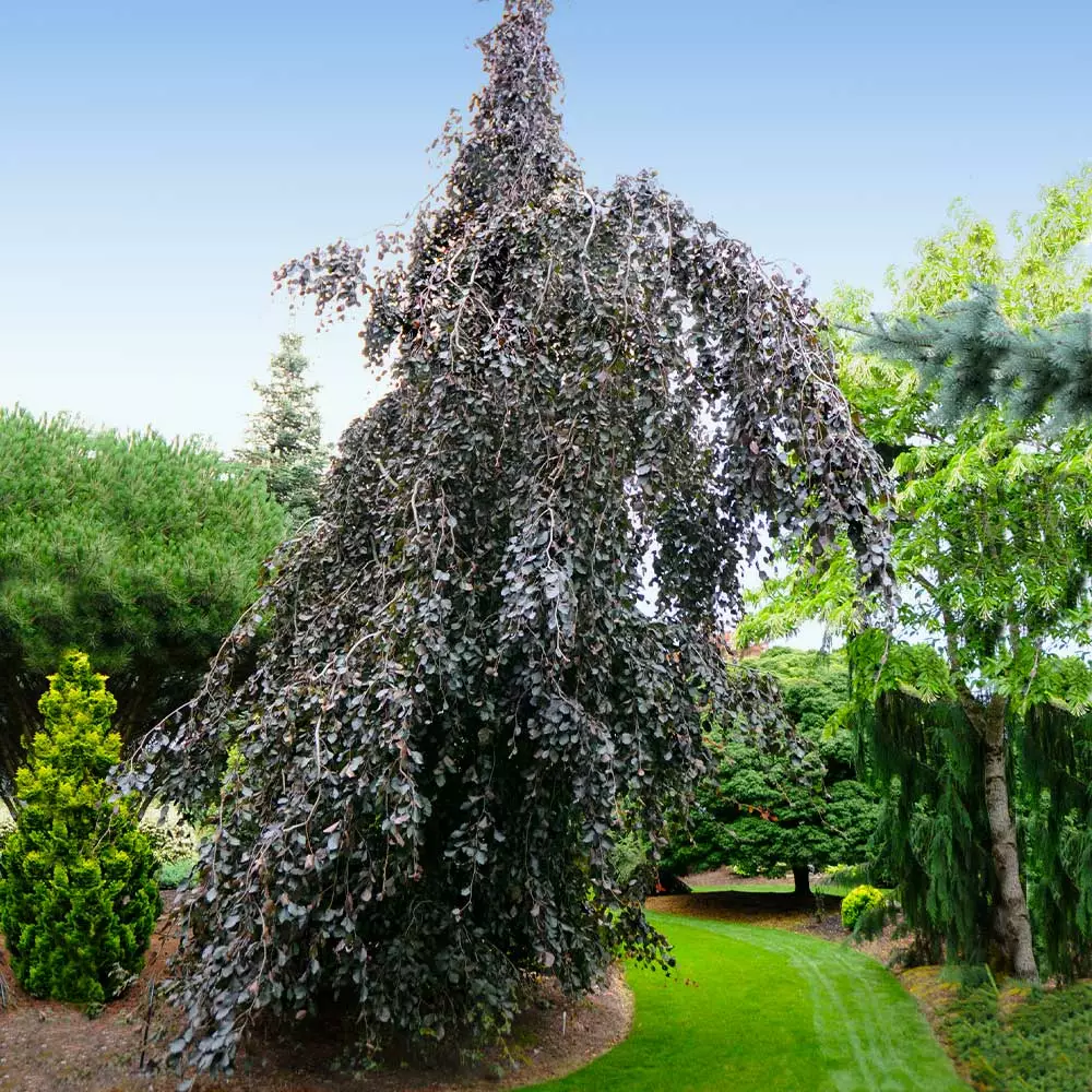 Fast Growing Trees Purple Fountain Weeping Beech Tree See All Shade Trees 4 Fast Growing Trees Purple Fountain Weeping Beech Tree See All Shade Trees