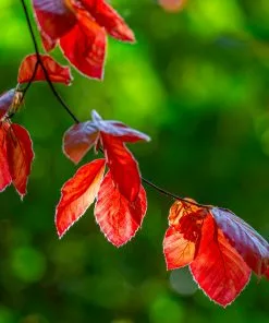 Fast Growing Trees Purple Fountain Weeping Beech Tree See All Shade Trees 10 Fast Growing Trees Purple Fountain Weeping Beech Tree See All Shade Trees