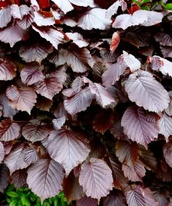 Fast Growing Trees Purple Fountain Weeping Beech Tree See All Shade Trees 11 Fast Growing Trees Purple Fountain Weeping Beech Tree See All Shade Trees