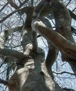 Fast Growing Trees Purple Fountain Weeping Beech Tree See All Shade Trees 9 Fast Growing Trees Purple Fountain Weeping Beech Tree See All Shade Trees