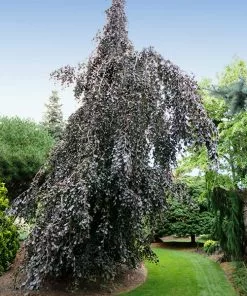 Fast Growing Trees Purple Fountain Weeping Beech Tree See All Shade Trees