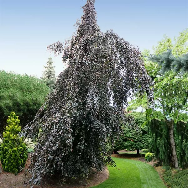 Fast Growing Trees Purple Fountain Weeping Beech Tree See All Shade Trees 3 Fast Growing Trees Purple Fountain Weeping Beech Tree See All Shade Trees