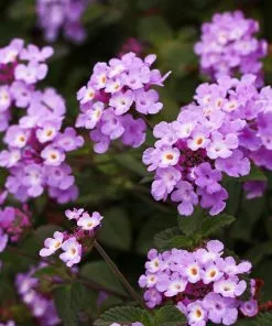 Fast Growing Trees Purple Lantana 8 Fast Growing Trees Purple Lantana
