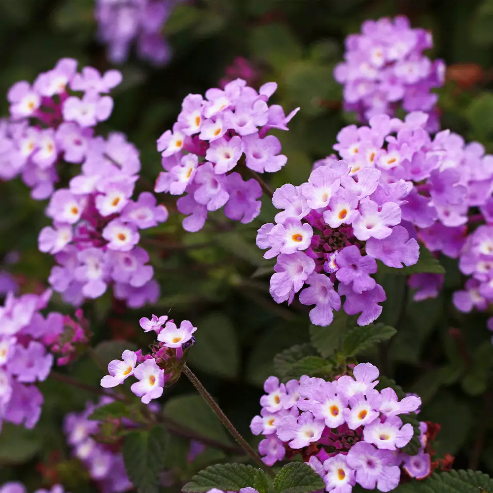 Fast Growing Trees Purple Lantana 5 Fast Growing Trees Purple Lantana