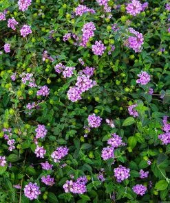 Fast Growing Trees Purple Lantana 9 Fast Growing Trees Purple Lantana