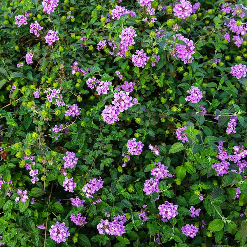 Fast Growing Trees Purple Lantana 6 Fast Growing Trees Purple Lantana