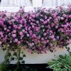 Fast Growing Trees Purple Lantana 1 Fast Growing Trees Purple Lantana
