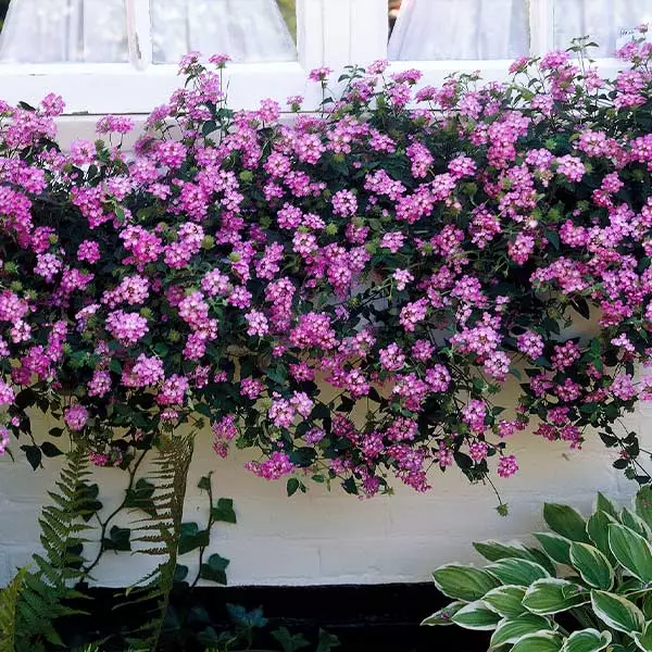 Fast Growing Trees Purple Lantana 3 Fast Growing Trees Purple Lantana