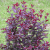 Fast Growing Trees Purpleleaf Sand Cherry Pink Flowers