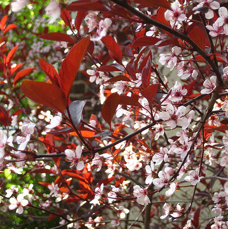 Fast Growing Trees Purpleleaf Sand Cherry Pink Flowers 5 Fast Growing Trees Purpleleaf Sand Cherry Pink Flowers