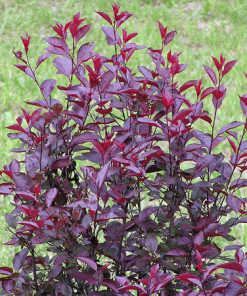 Fast Growing Trees Purpleleaf Sand Cherry Pink Flowers