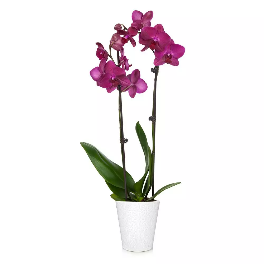 Fast Growing Trees Orchid Plant In White Pot 4 Fast Growing Trees Orchid Plant In White Pot