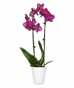 Fast Growing Trees Orchid Plant In White Pot 25 Fast Growing Trees Orchid Plant In White Pot