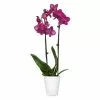 Fast Growing Trees Orchid Plant In White Pot 1 Fast Growing Trees Orchid Plant In White Pot