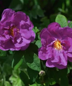 Fast Growing Trees Roses Purple Pavement Rose 7 Fast Growing Trees Roses Purple Pavement Rose