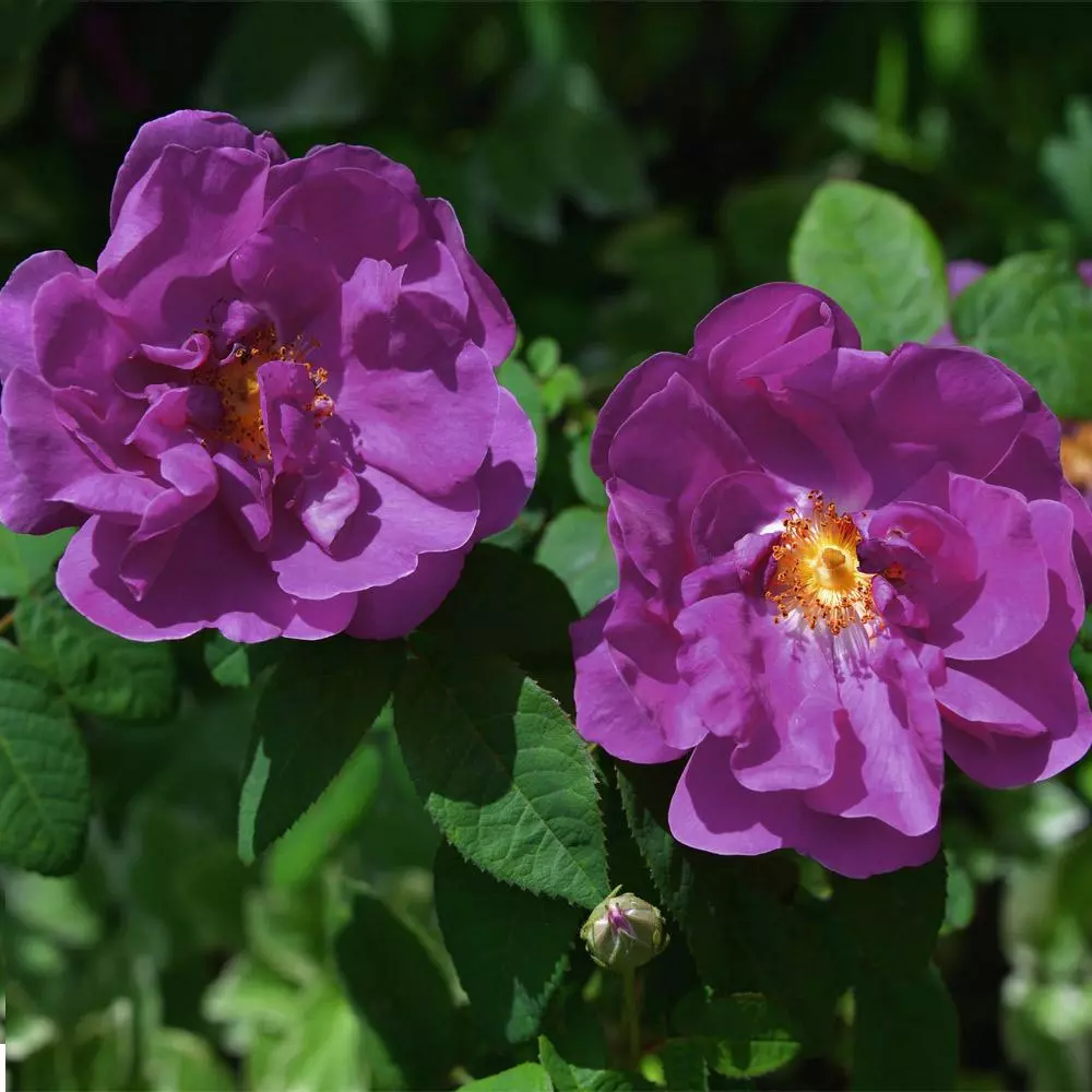 Fast Growing Trees Roses Purple Pavement Rose 5 Fast Growing Trees Roses Purple Pavement Rose