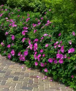 Fast Growing Trees Roses Purple Pavement Rose