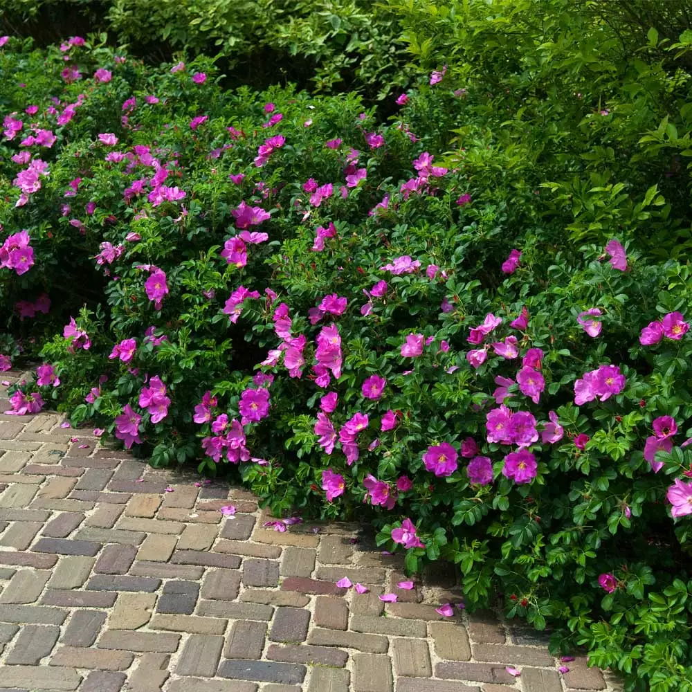 Fast Growing Trees Roses Purple Pavement Rose 4 Fast Growing Trees Roses Purple Pavement Rose