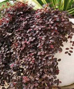 Fast Growing Trees Purple Pixie® Dwarf Weeping Loropetalum 9 Fast Growing Trees Purple Pixie® Dwarf Weeping Loropetalum
