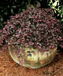 Fast Growing Trees Purple Pixie® Dwarf Weeping Loropetalum 10 Fast Growing Trees Purple Pixie® Dwarf Weeping Loropetalum