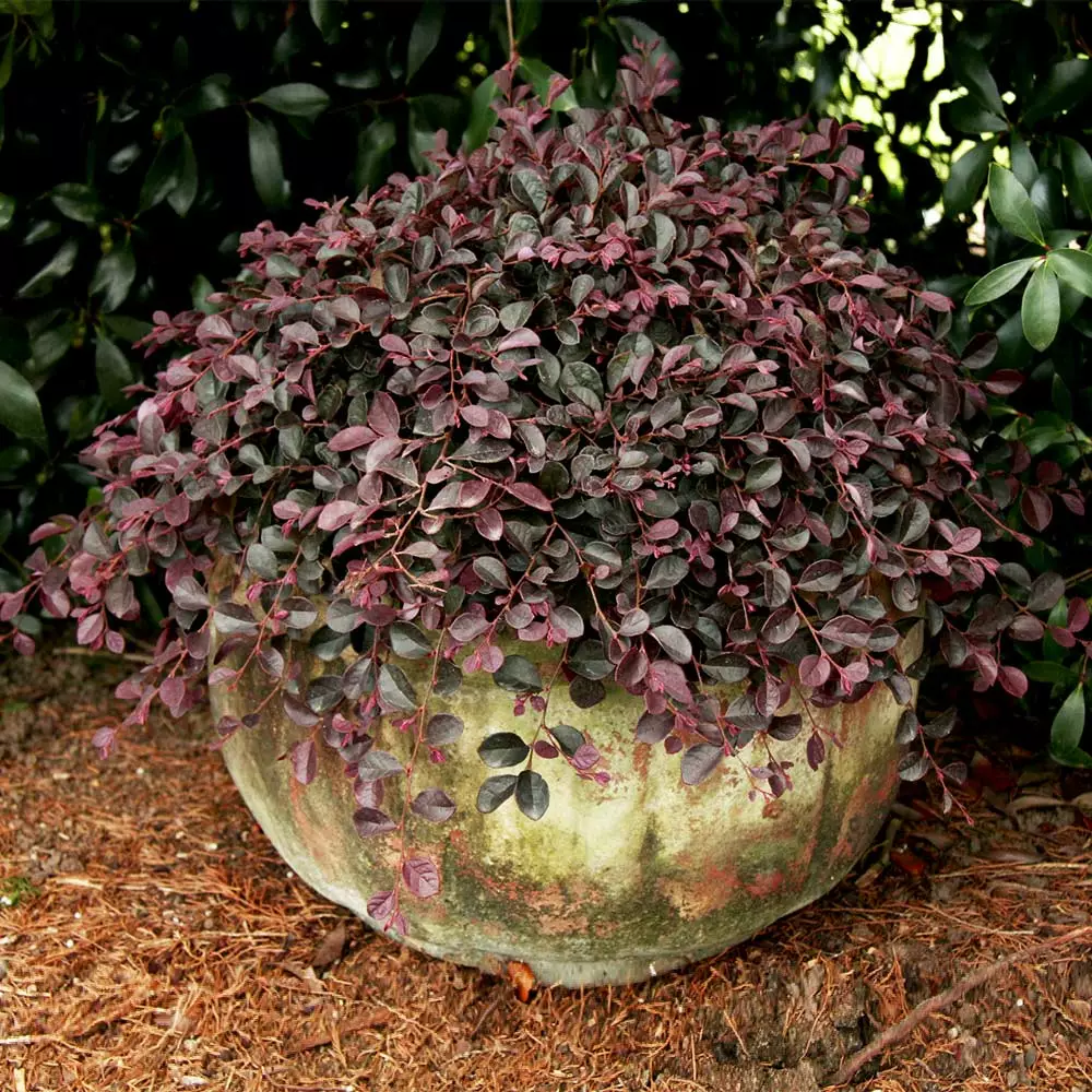 Fast Growing Trees Purple Pixie® Dwarf Weeping Loropetalum 5 Fast Growing Trees Purple Pixie® Dwarf Weeping Loropetalum
