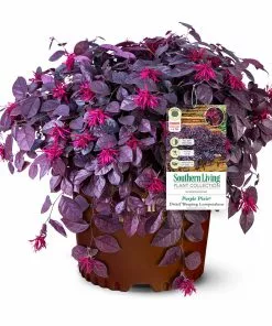 Fast Growing Trees Purple Pixie® Dwarf Weeping Loropetalum 12 Fast Growing Trees Purple Pixie® Dwarf Weeping Loropetalum