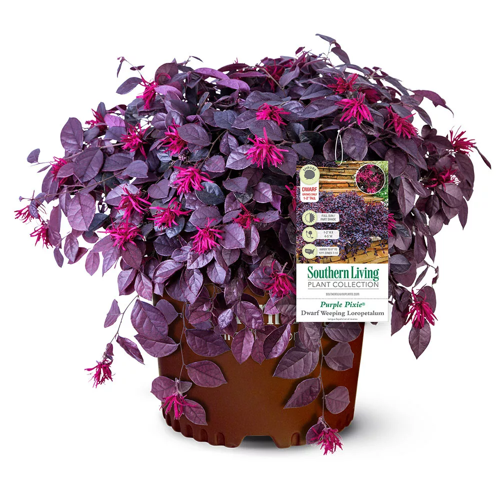 Fast Growing Trees Purple Pixie® Dwarf Weeping Loropetalum 7 Fast Growing Trees Purple Pixie® Dwarf Weeping Loropetalum