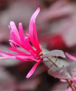 Fast Growing Trees Purple Pixie® Dwarf Weeping Loropetalum 11 Fast Growing Trees Purple Pixie® Dwarf Weeping Loropetalum