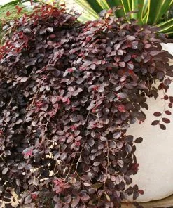 Fast Growing Trees Purple Pixie® Dwarf Weeping Loropetalum
