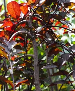 Fast Growing Trees Purple Plunge Weeping Plum Tree 12 Fast Growing Trees Purple Plunge Weeping Plum Tree