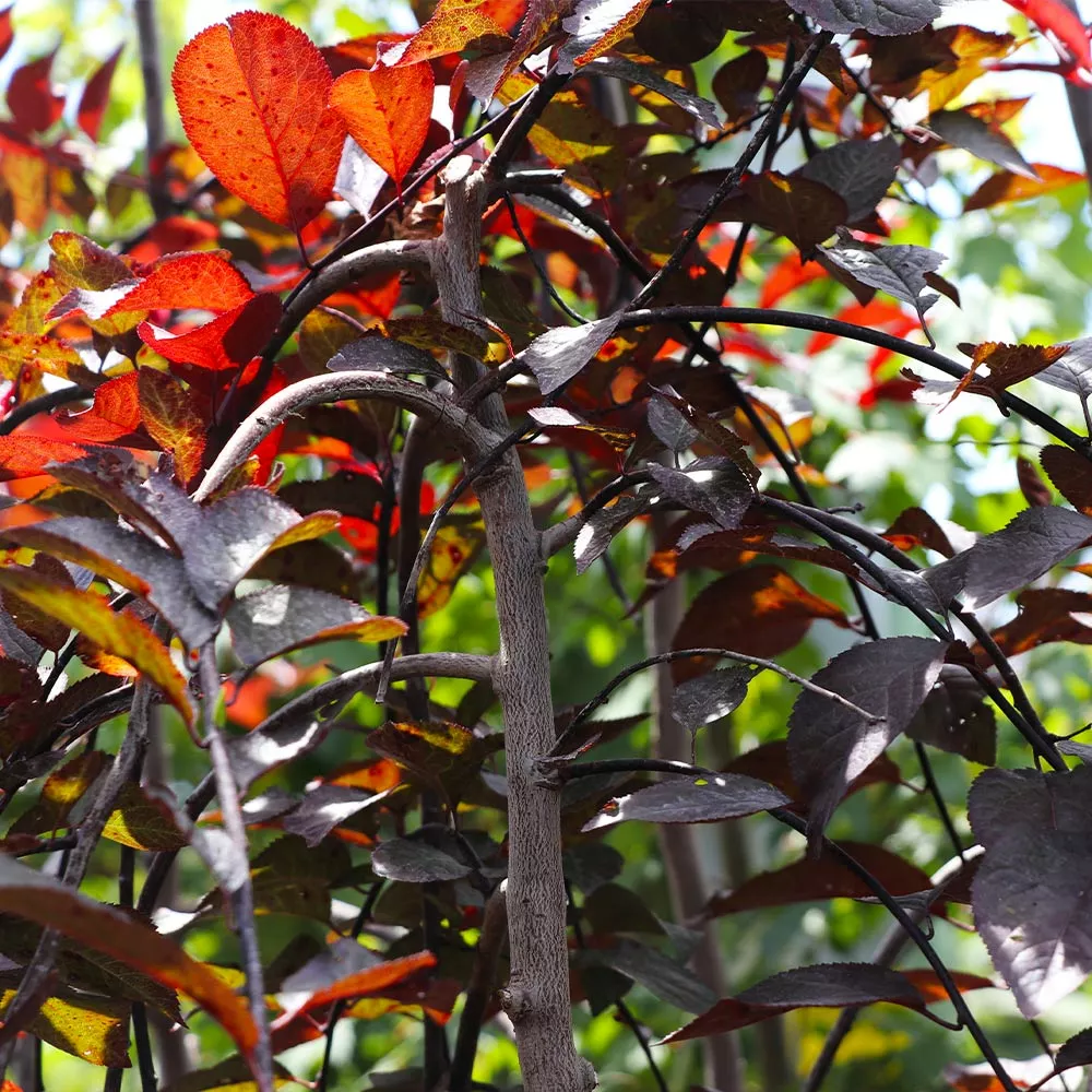 Fast Growing Trees Purple Plunge Weeping Plum Tree 7 Fast Growing Trees Purple Plunge Weeping Plum Tree