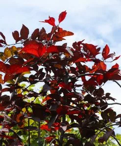 Fast Growing Trees Purple Plunge Weeping Plum Tree 13 Fast Growing Trees Purple Plunge Weeping Plum Tree
