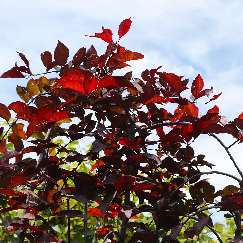 Fast Growing Trees Purple Plunge Weeping Plum Tree 8 Fast Growing Trees Purple Plunge Weeping Plum Tree