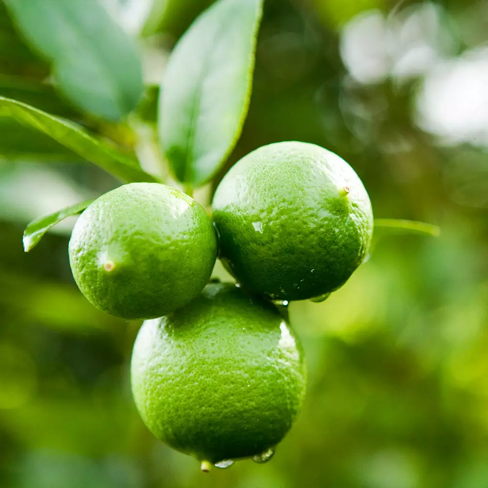 Fast Growing Trees Persian 'Bearss' Lime Bush 4 Fast Growing Trees Persian 'Bearss' Lime Bush