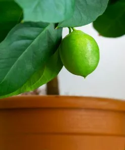 Fast Growing Trees Persian 'Bearss' Lime Bush 9 Fast Growing Trees Persian 'Bearss' Lime Bush